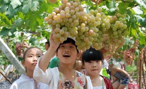 娱乐圈吃葡萄瓜,吃葡萄瓜背后的明星故事